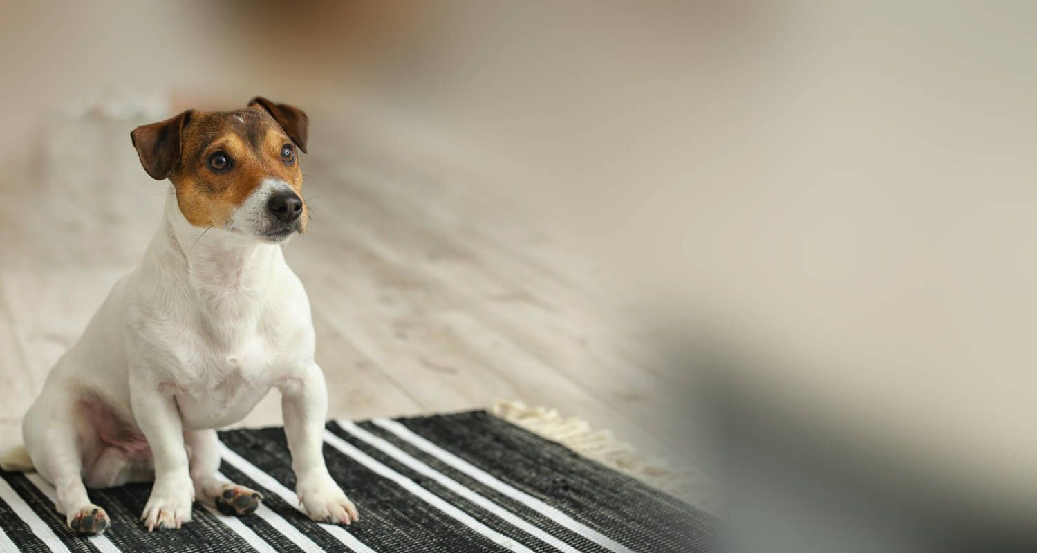 pets and carpet cleaning